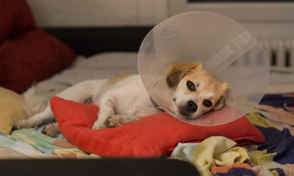 Small dog lying down wearing an Elizabethan collar