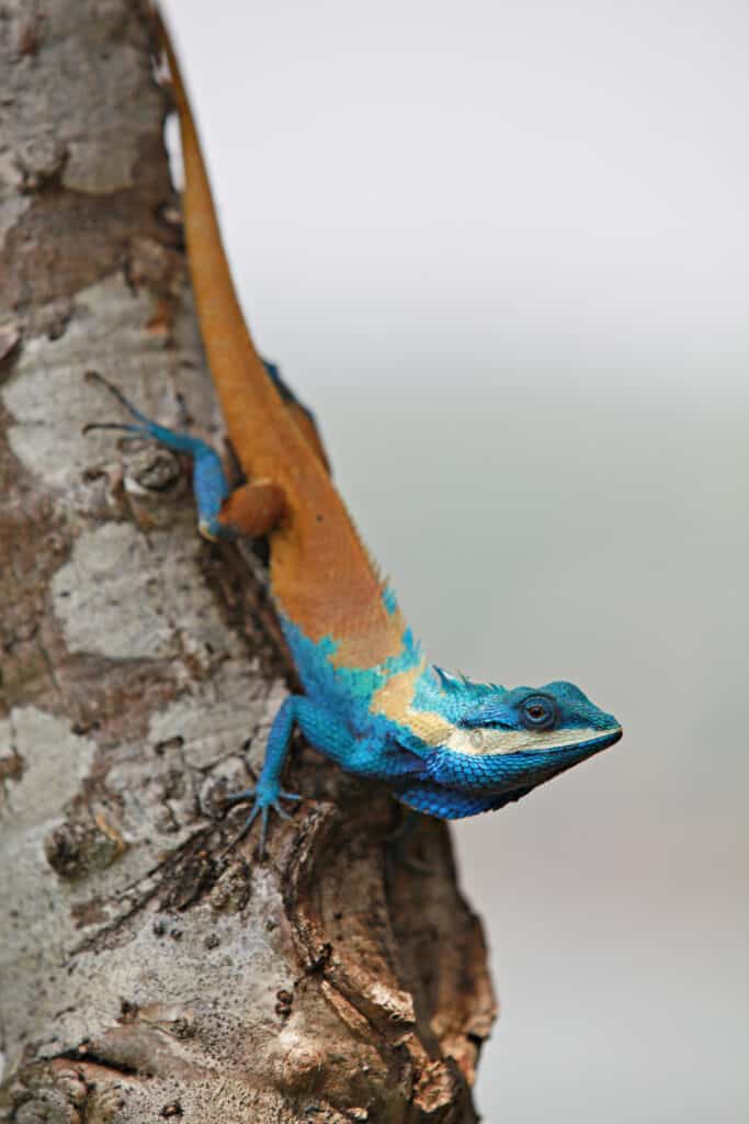 colorful lizard on tree