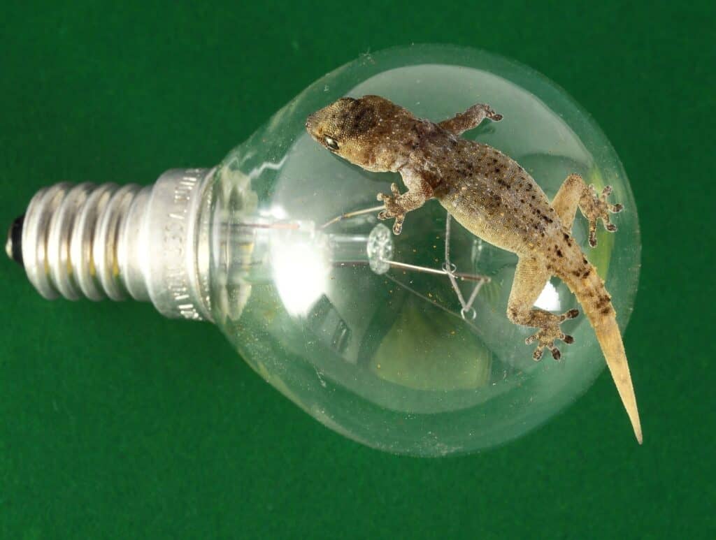 lizard on lightbulb