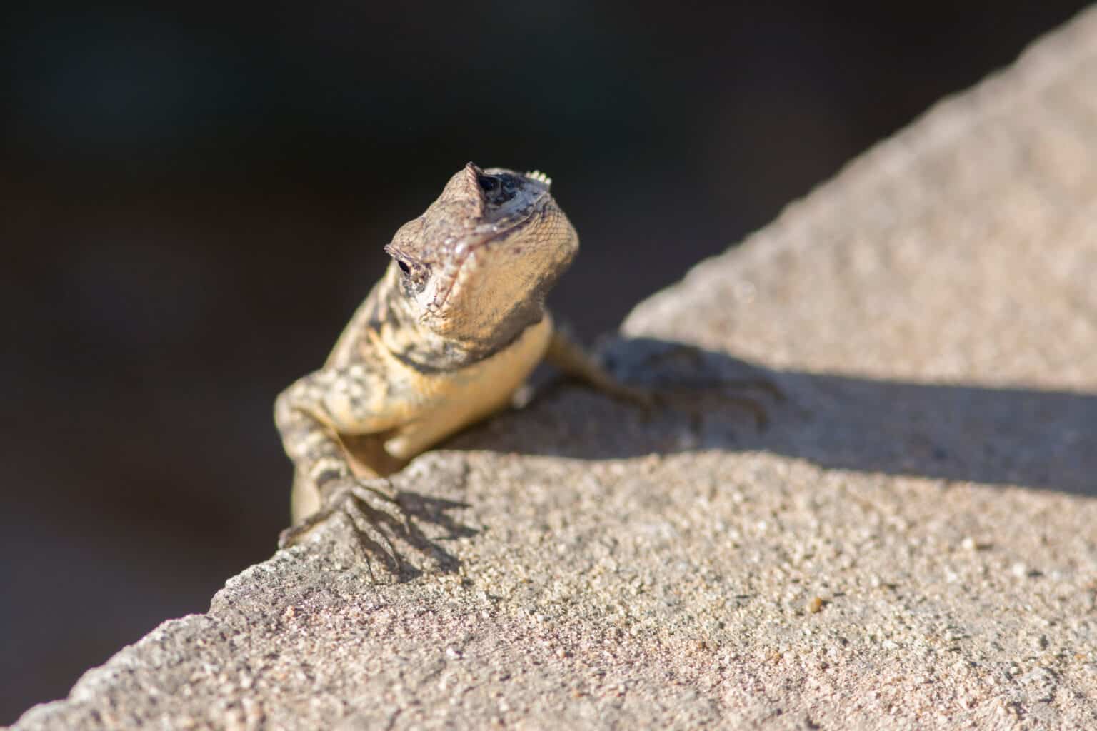 Why do lizards do pushups? This bizarre behavior explained AZ Animals