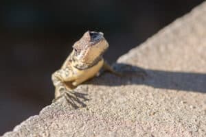 Why do lizards do pushups? This bizarre behavior explained Picture