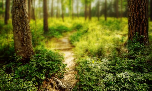 The Longest Hiking Trail in Texas - A-Z Animals