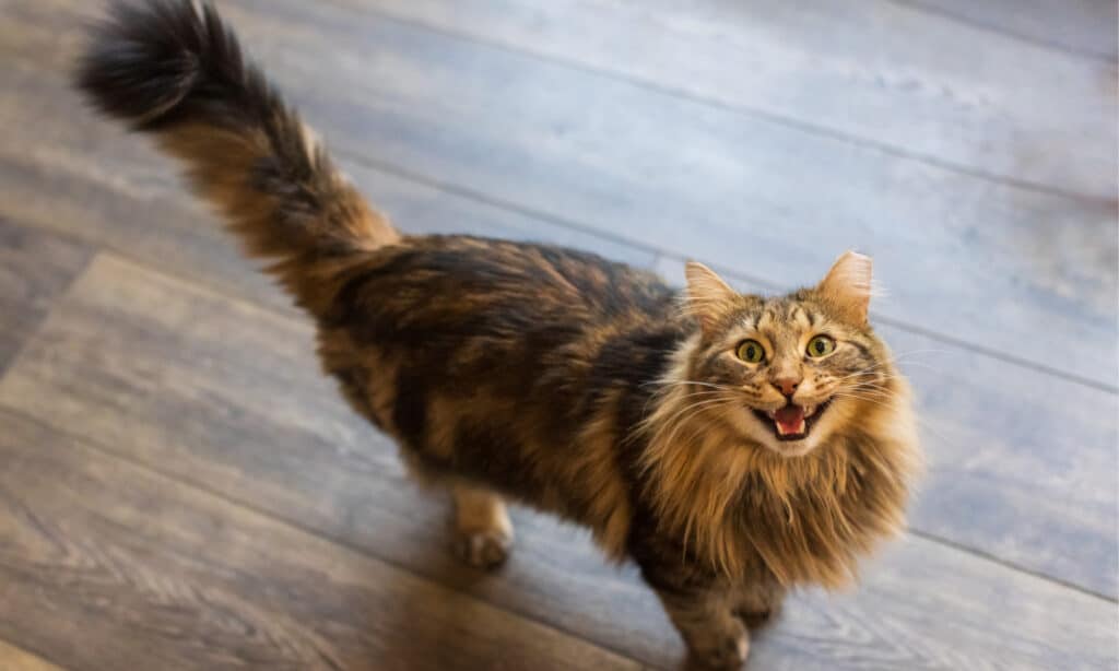 A long-haired brown tabby cat standing on a hardwood floor meowing