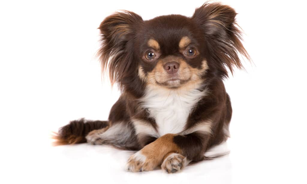 A long-haired chihuahua on a white background