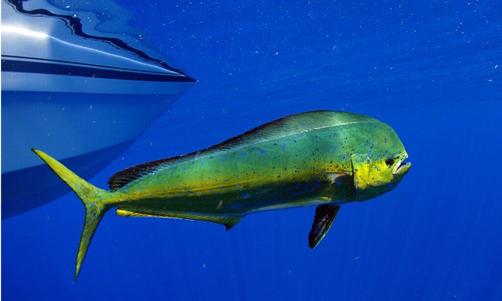 Mahi mahi or dolphinfish