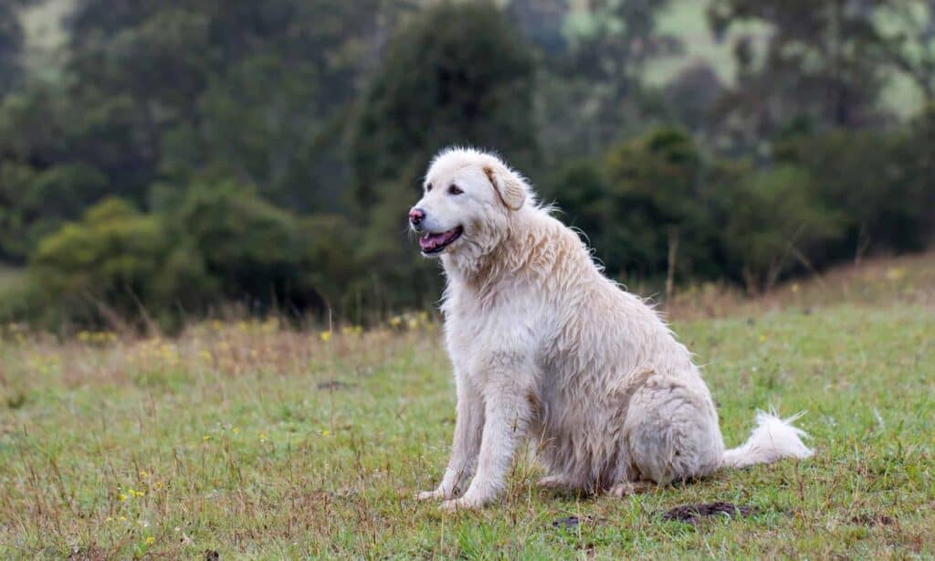 are maremma sheepdogs intelligent dogs