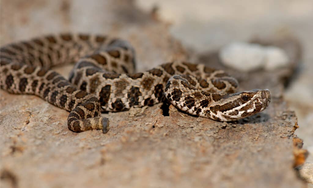 Juvenile massasuaga rattlesnake