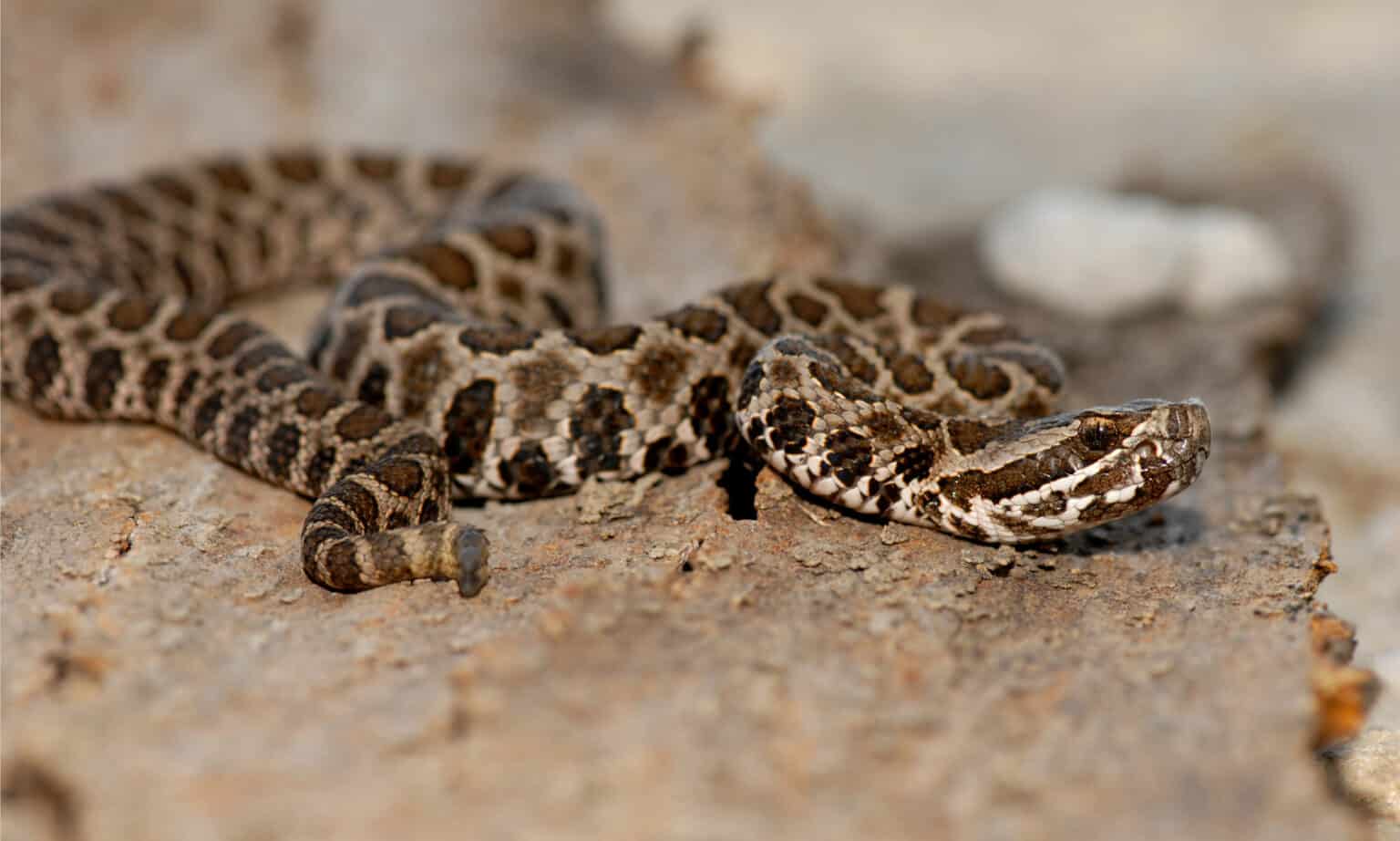 Discover The 4 Types Of Rattlesnakes In Kansas - A-Z Animals