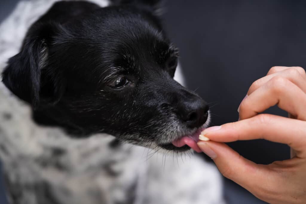 dog being given medication