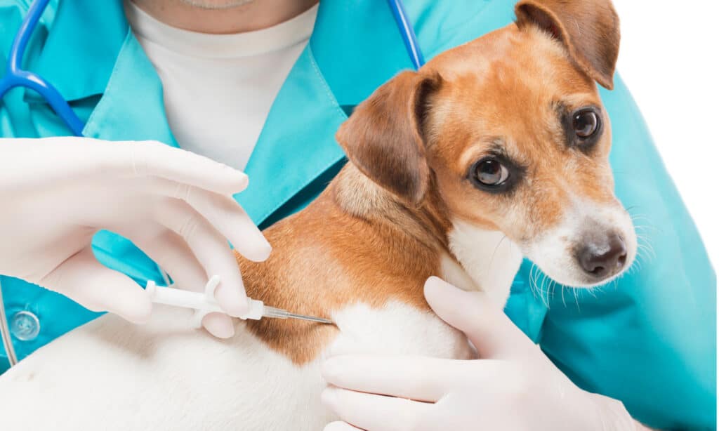 Veterinarian injecting a microchip into a dog's shoulder