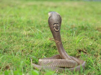 A Monocled Cobra