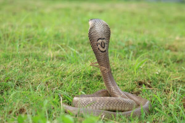 Monocled cobras are named for the monocle-shaped design on the back of their hoods.