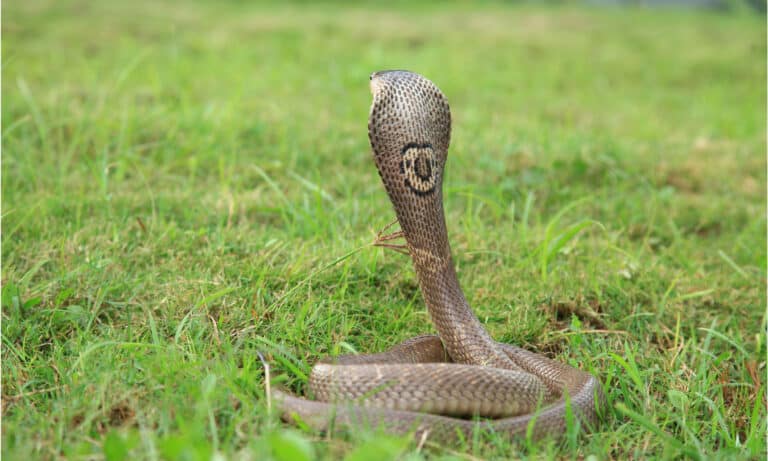 A monocled cobra from the back displaying the round monocle-shaped on the back of the hood