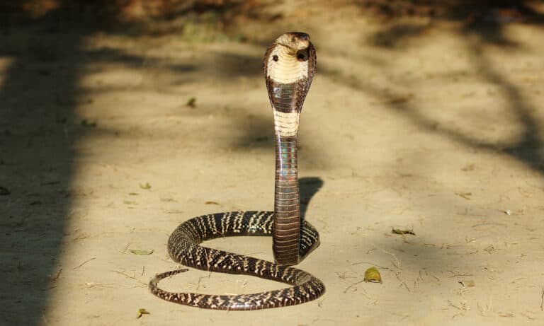 Front view of a monocled cobra with its hood open
