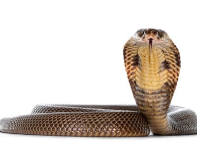 Cobras Picture