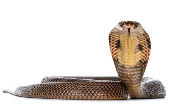 What Is the Cobra Effect and Its Unintended Consequences? - A-Z Animals