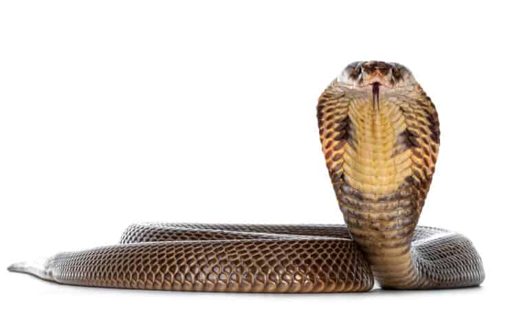 Front view of a monocled cobra with its hood open on a white background