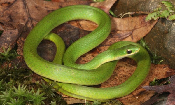 Rough Green Snake - A-Z Animals