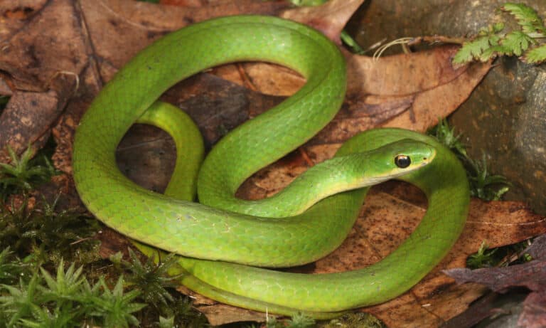 A smooth green snake on dead leaves