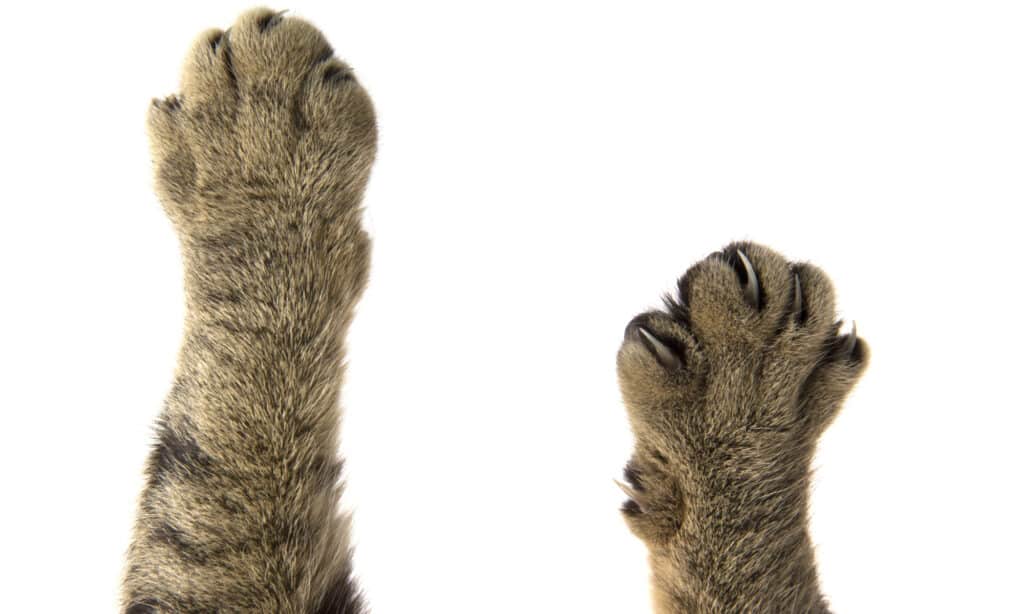 pair of cat paws on white background