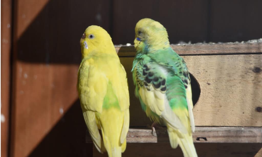A pair of budgies outside their nest box