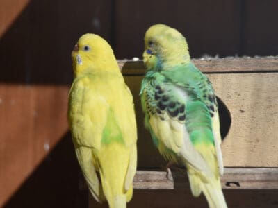 Las mejores cajas nido para pájaros se usarán en 2022