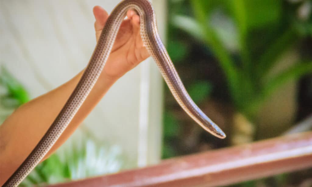People use their bare hands to catch sunbeam snakes in Indonesia