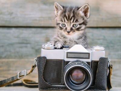 A The Top Pet Camera for Cats You’ll Actually Use in 2022