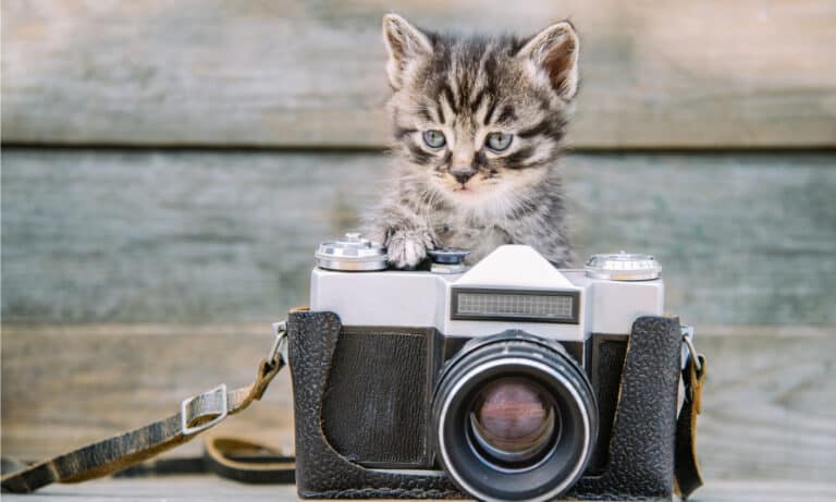 pet camera for cats