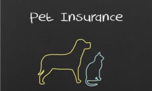 Embrace Pet Insurance Guide: Everything You Need to Know Photo