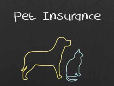 A Embrace Pet Insurance Guide: Everything You Need to Know