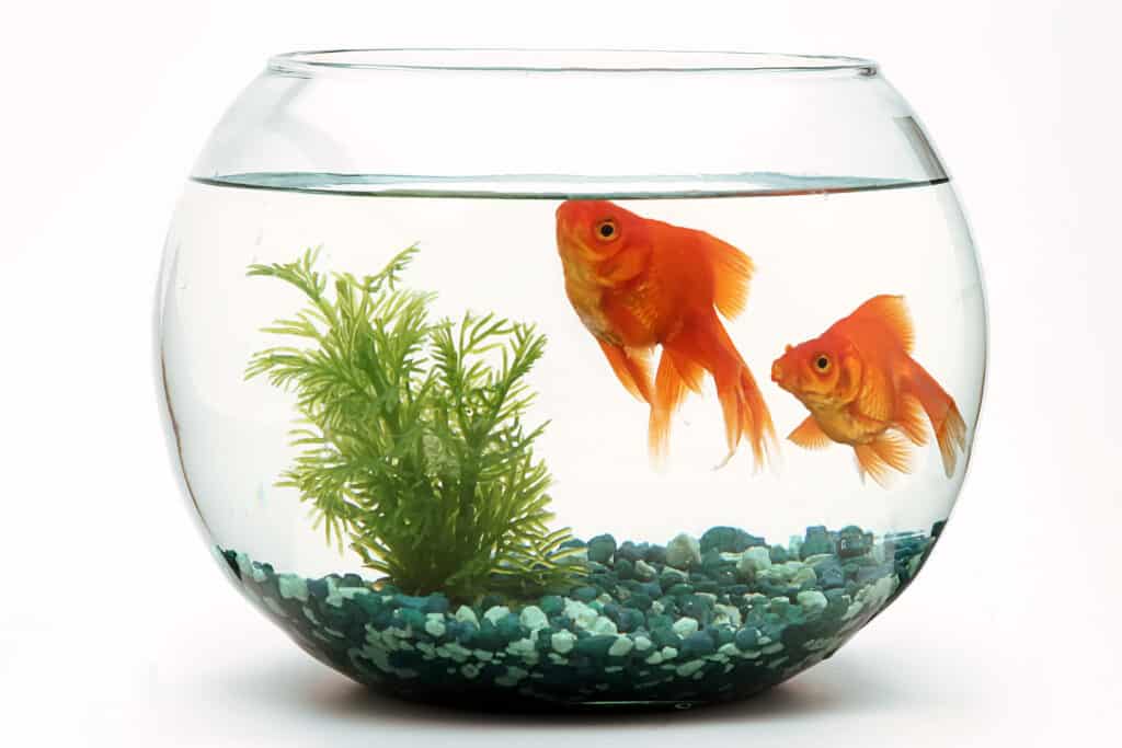 gold fish in fish bowl
