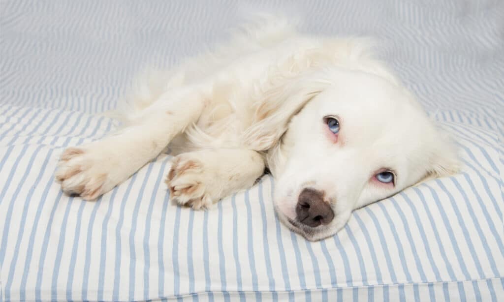 White dog with blue eyes lying down