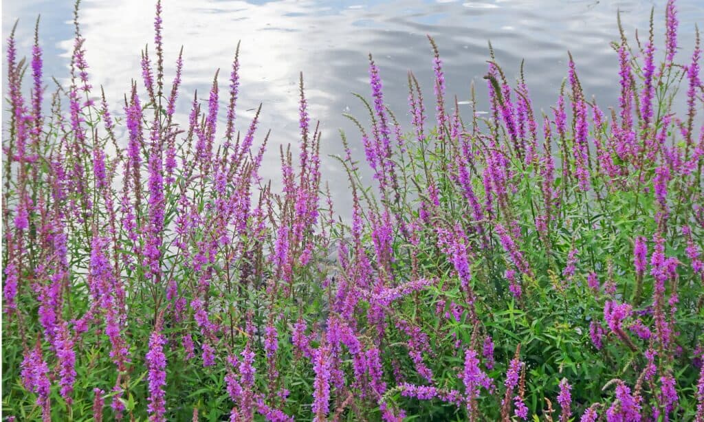 Purple loosestrife or Lythrum