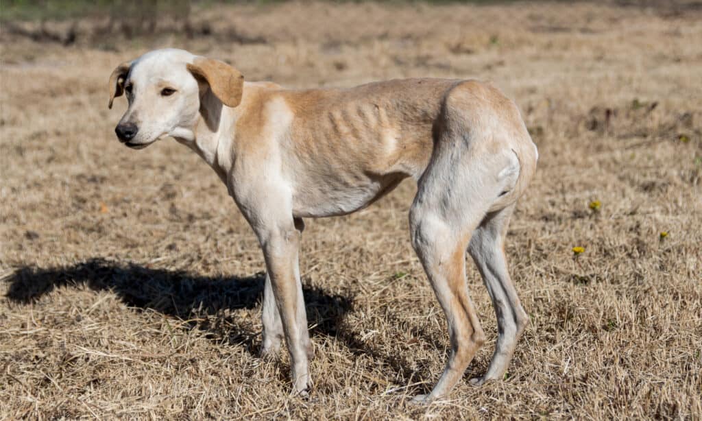 beginning stages of mange in dogs