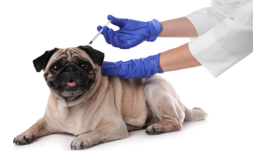 Veterinarian giving a vaccine to a pug