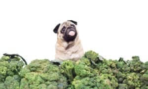 Is Broccoli Safe For Dogs? How Much Can They Eat? Picture