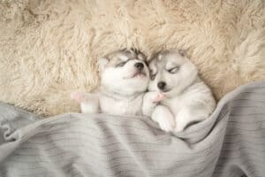 How Much Do Puppies Sleep, and How Much Do They Need? Picture