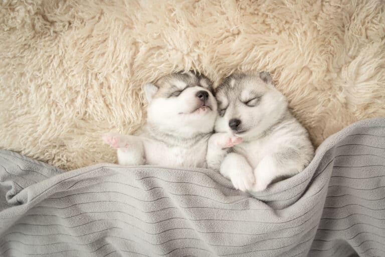 puppies sleeping on straw