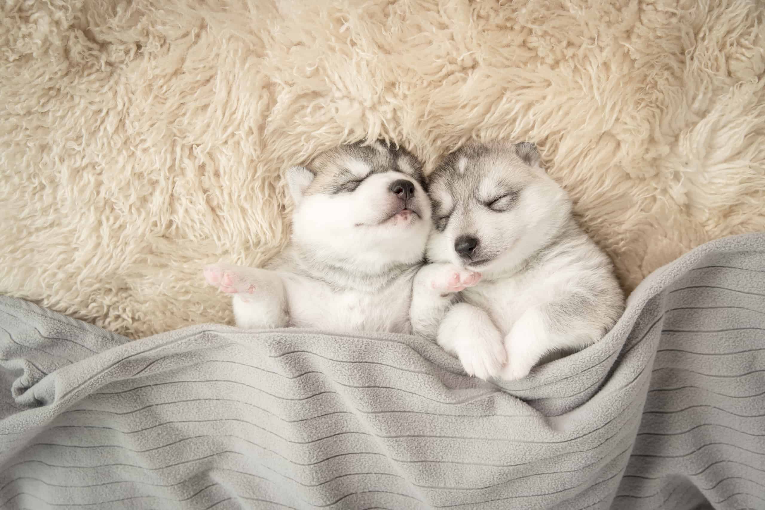 How To Make A Puppy Sleep Longer At Madison Hales Blog