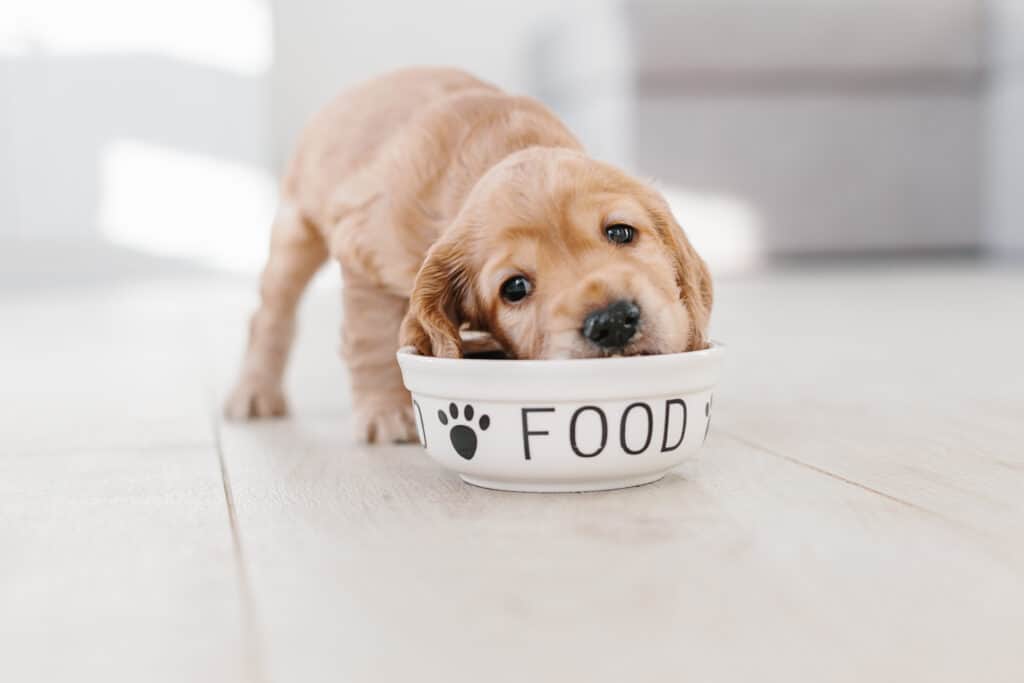 puppy with food bowl