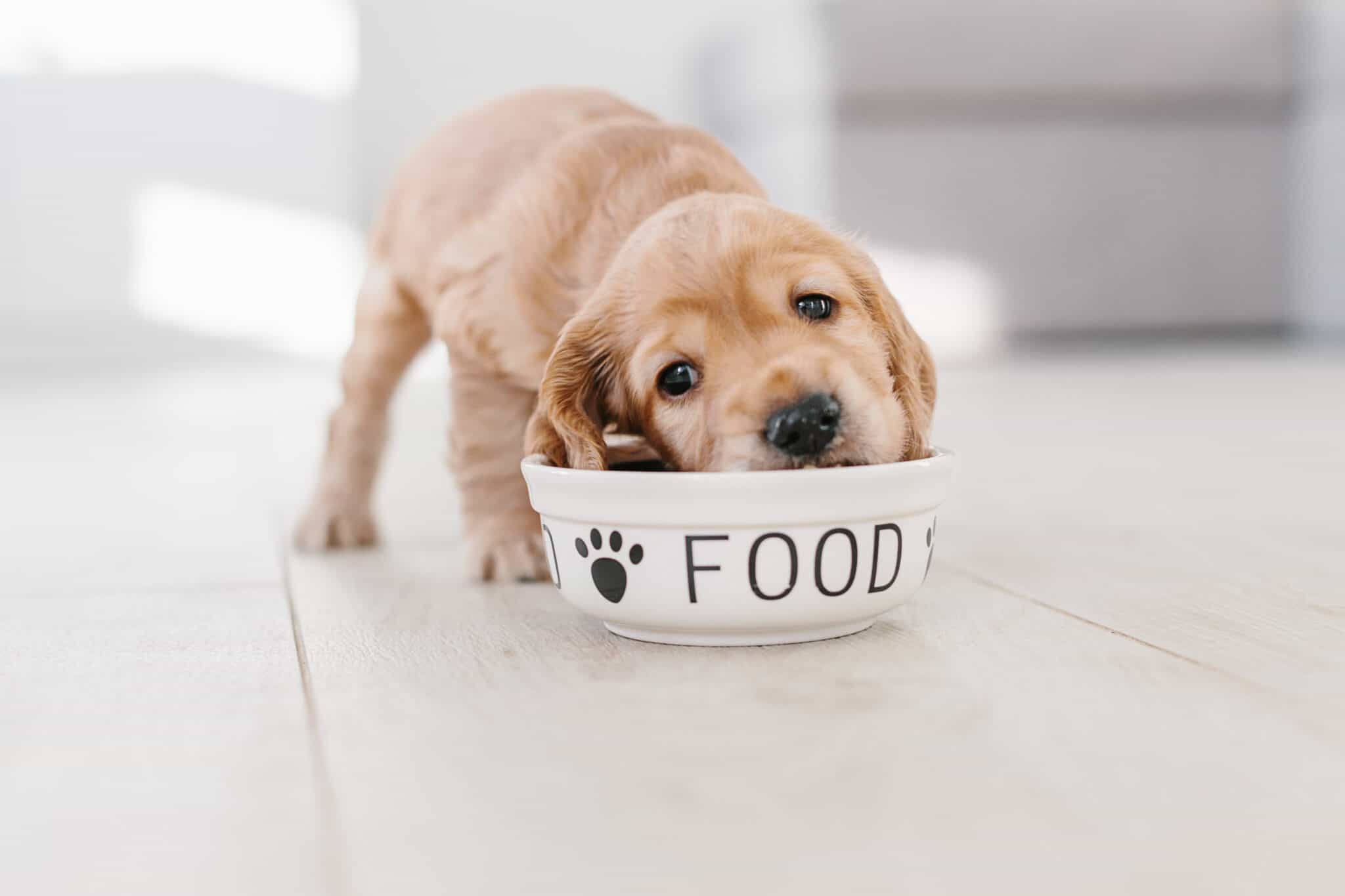 The Best Dog Food For Weight Gain Reviewed and Ranked AZ Animals