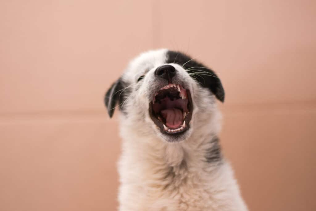 puppy yawnin