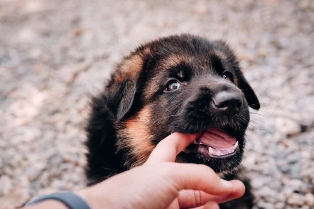 why do puppies have needle teeth