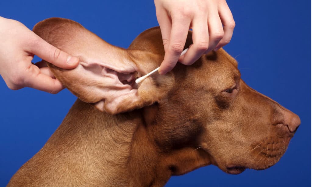 Human hands cleaning a dog's ears with a cotton swab