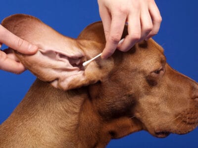 A Ticks on Dog’s Ears: How to Remove and Prevent Them