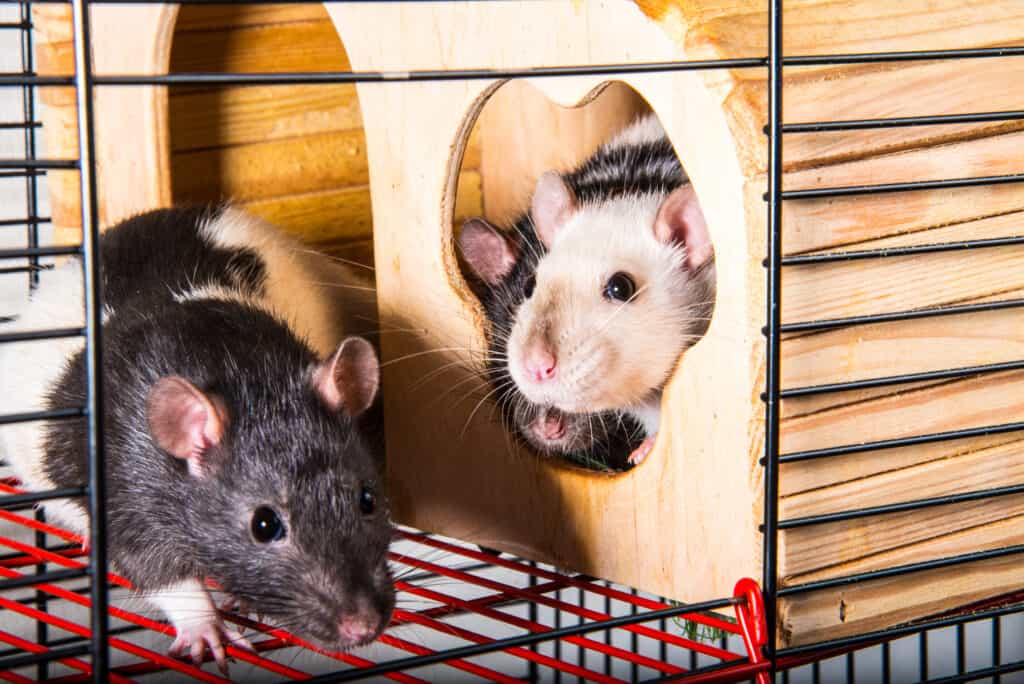 three rats in a cage