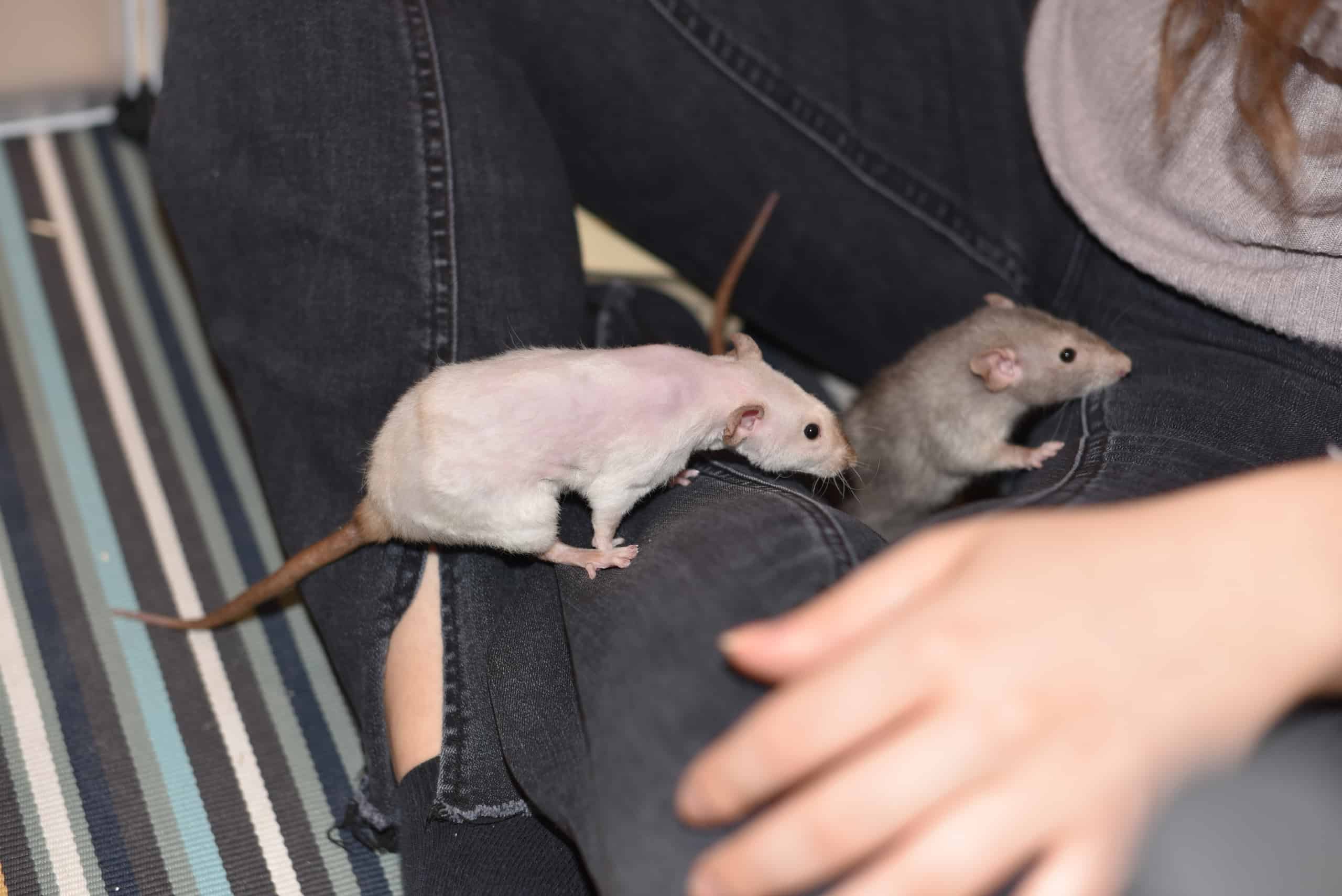 two rats on someone's leg