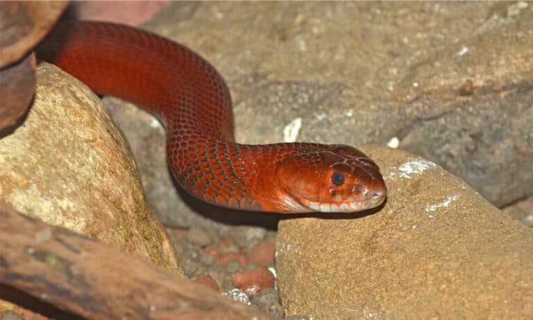 A head shot of a red spitting cobra on rocky soil
