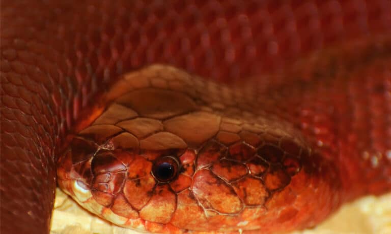 A closeup of a red spitting cobra's head